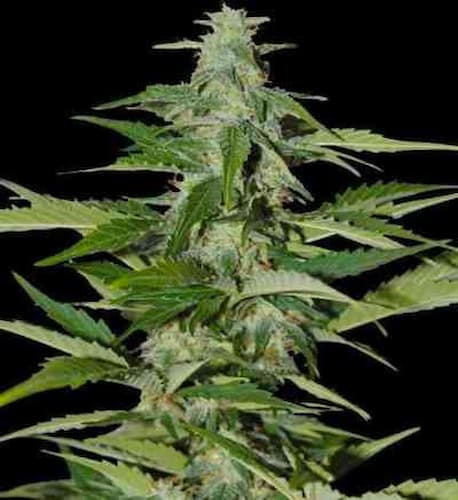 Auto Amnesia Haze CBD semilla > Linda Seeds | Semillas CBD  |  Híbrido